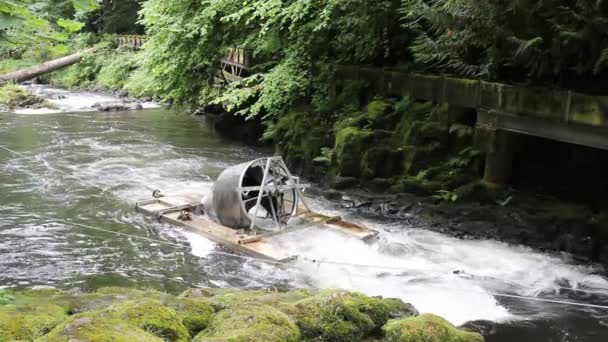 Rotační šroub pasti zařízení použít k zachycení a uvolnění ryby, jako losos a pstruhy po proudu nedestruktivně pro výzkum v cedar Creeku drti mlýn 1920 x 1080 — Stock video