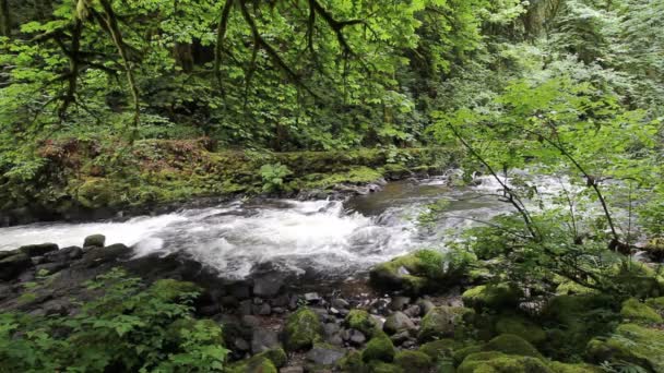 Zedernbach in Woodland Washington ist ein schöner Bach, der die historische Wassermühle beherbergt, die Wasserkraft aus ihr schöpfte. — Stockvideo