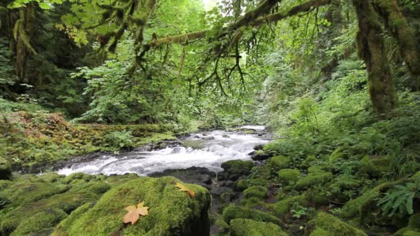 Zedernbach in Woodland Washington ist ein schöner Bach, der die historische Wassermühle beherbergt, die Wasserkraft aus ihr schöpfte. — Stockvideo