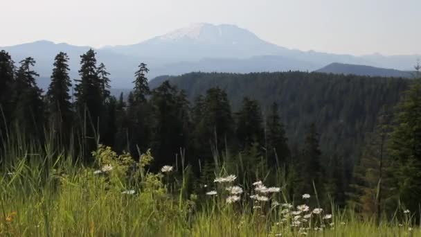 Vista panoramica del maestoso Monte St. Helens nella contea di Skamania dal punto di vista McClellan 1920x1080 — Video Stock