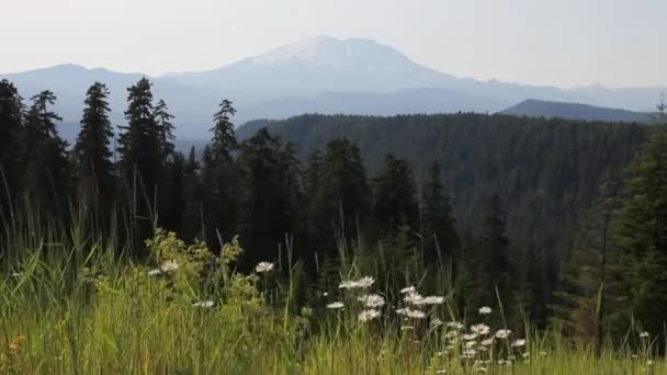 Мальовничим видом з величним Сент-Хеленс в графстві Skamania з точки зору Макклеллан 1920 х 1080 — стокове відео