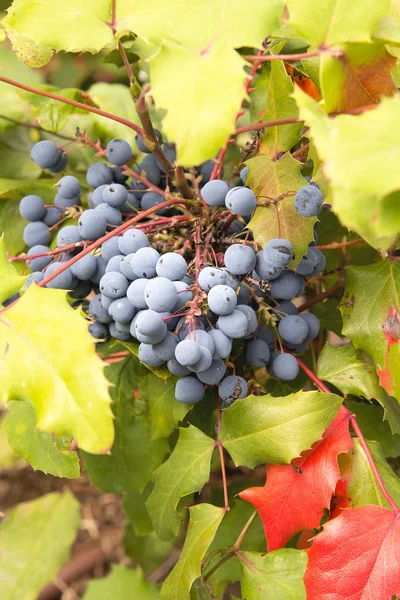 Oregon Grape Plant Closeup — Stock Photo, Image