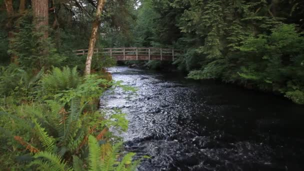 Wasser fließt in Bach unter hölzerner Fußgängerbrücke in Silber fällt State Park in Silverton oregon 1080p — Stockvideo