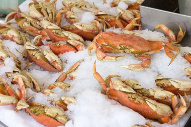 buz üzerinde Dungeness Yengeç pişmiş