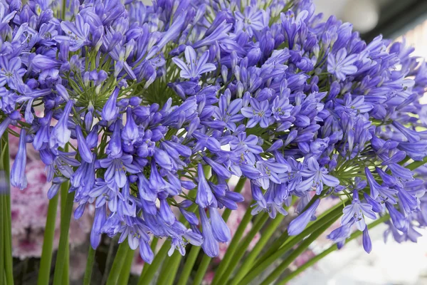 Agapanthus Flower Stalk Display dal Fiorista — Foto Stock