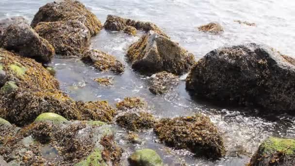 Rocas con algas marinas y olas en marea baja a lo largo de la costa de Oregón 1080p — Vídeo de stock