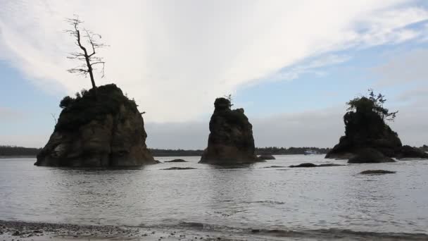 Entrada de cerdo y cerda con rocas Seastack en la playa de Garibaldi Tillamook Bay Oregon 1080p — Vídeos de Stock