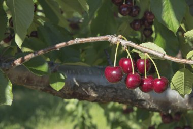 Sweet Bing Cherries on Tree clipart