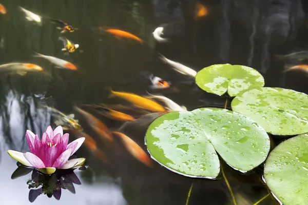 Lily Pad Pink Flower in Koi Pond — Stock Photo, Image