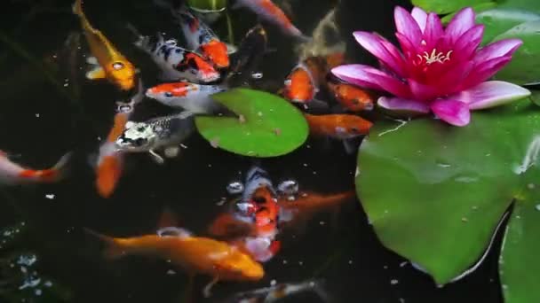 Koi peces nadando y alimentando con planta de lirio de agua y flor rosa en el estanque 1920x1080 — Vídeos de Stock