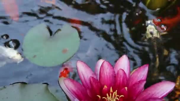 Koi peces nadando y alimentando con planta de lirio de agua y flor rosa en el estanque 1920x1080 — Vídeos de Stock