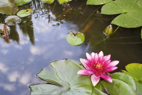 Koi の池で咲いているピンクのスイレンの花 — ストック写真
