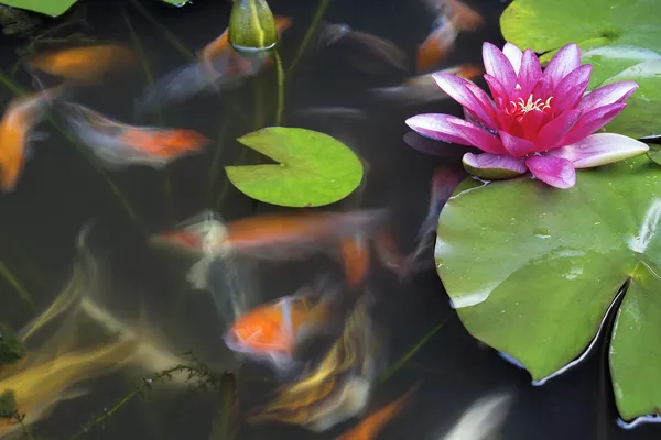 Peixes Koi nadando na lagoa com água Lily — Fotografia de Stock