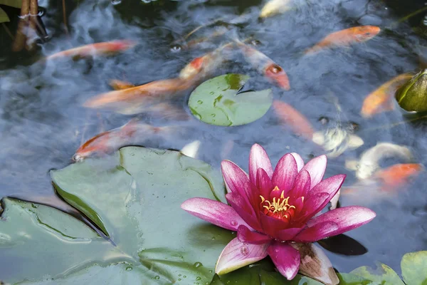 Flor de lírio de água florescendo em Koi Pond — Fotografia de Stock