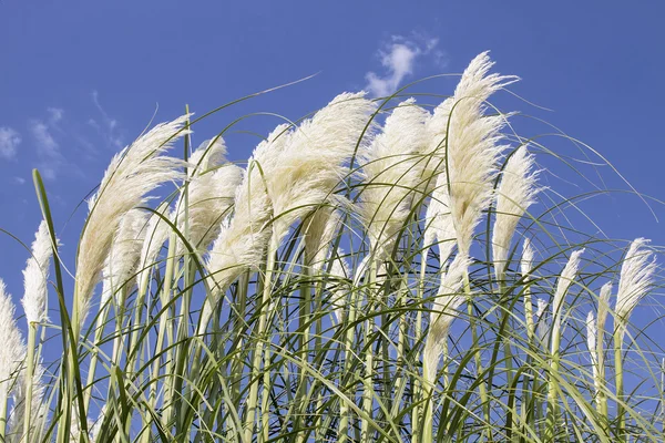 Grama Pampas branco com flor — Fotografia de Stock