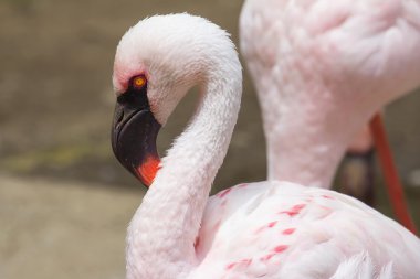 Flamingo portre