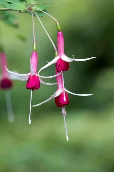 Rosa fucsia fiori su sfondo sfocato — Foto Stock