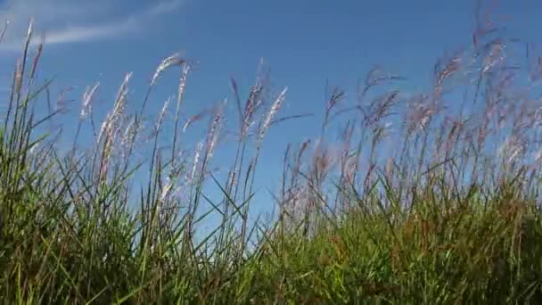 Grande herbe ornementale avec panache balançant contre ciel bleu clair un jour de brise 1920x1080 — Video