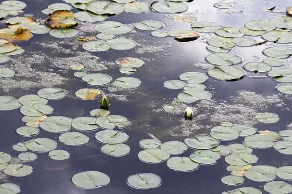 Water Lily with White Flowers — Stock Photo, Image