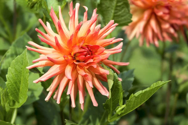 Pink Orange Dahlia Flower Closeup — Stock Photo, Image