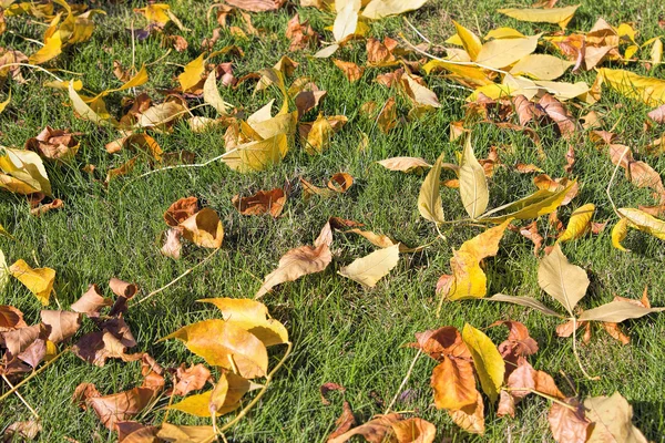 Çim çim üzerinde sarı sonbahar kayın ağacı yaprakları — Stok fotoğraf