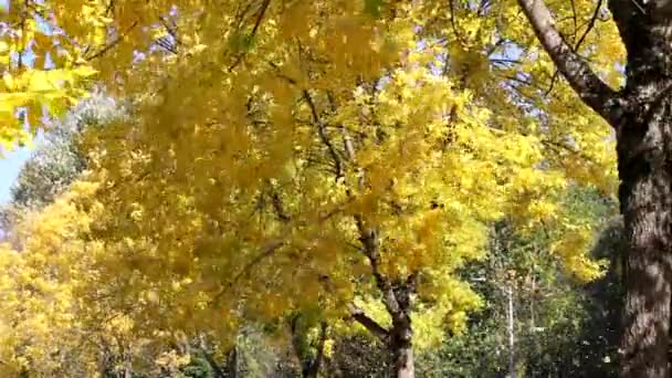 Желтые опадающие листья с дерев жилых кварталов вдоль дороги осенью 1080p — стоковое видео