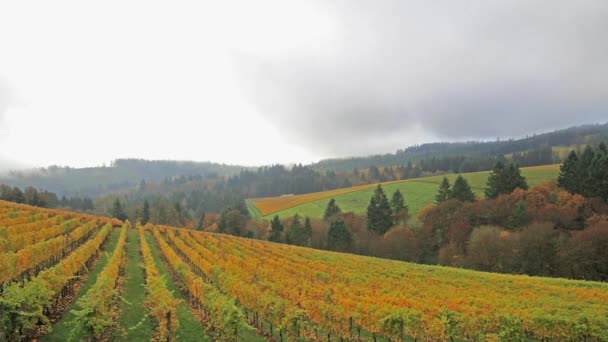 Plantación de viñedos con uvas que llevan viñas con colores de otoño en las colinas de Dundee Oregon 1080p — Vídeos de Stock