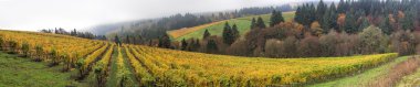 Dundee oregon üzüm bağları panorama
