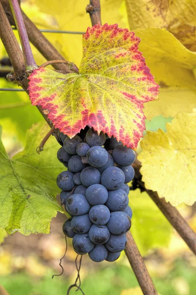 Kırmızı şarap üzüm asma portre üzerinde — Stok fotoğraf