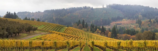 Dundee oregon weinberge malerisches panorama — Stockfoto