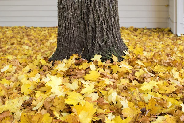 Fallna lönn lämnar i bakgård — Stockfoto