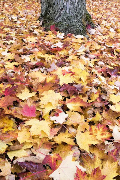 落ちたもみじの木の赤や黄色の葉の背景 — ストック写真