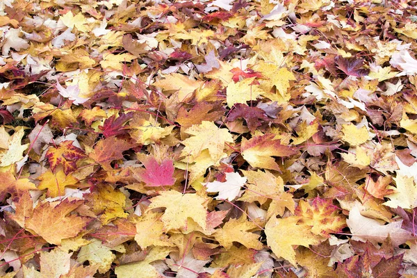 Fallen Maple Tree Leaves with Morning Dew Background — Stock Photo, Image