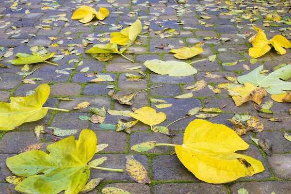 Podwórku patio układarka z jesienią liście — Zdjęcie stockowe