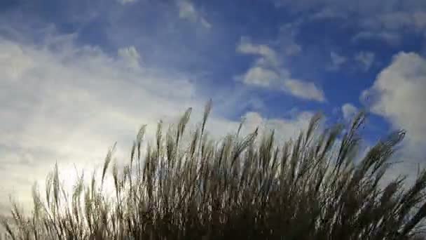 Okrasná tráva s hedvábnou Beatricí stříbřité krém chocholy kýval na svěží den časová prodleva 1080p — Stock video