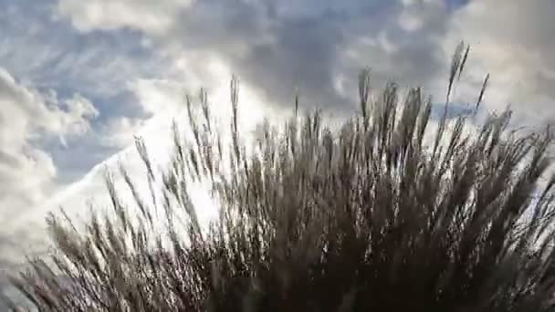 Ornamental Grass with Silky Tresses of Silvery Cream Plumes Swaying on a Breezy Day 1080p — Stock Video