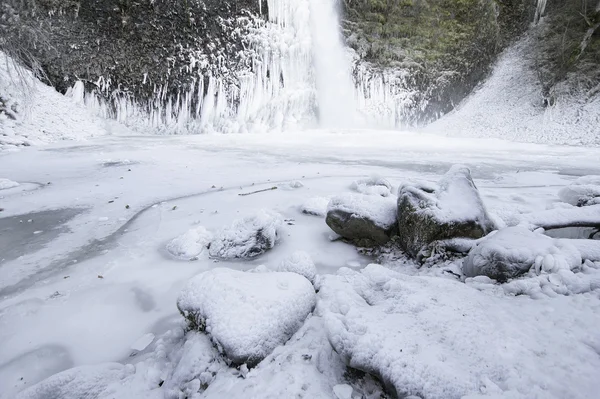 Přeslička spadá zmrazených v zimě — Stock fotografie