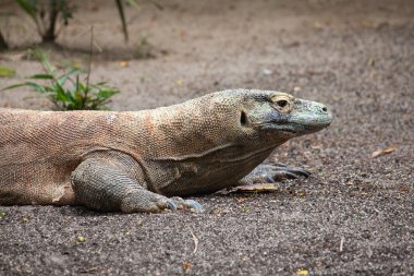 Dragón de Komodo closeup