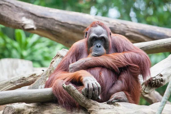 Sumatra orang utan — Stok fotoğraf