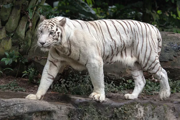 White Bengal Tiger — Stock Photo, Image