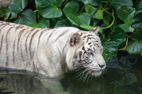 White Tiger Swimming — Stock Photo, Image