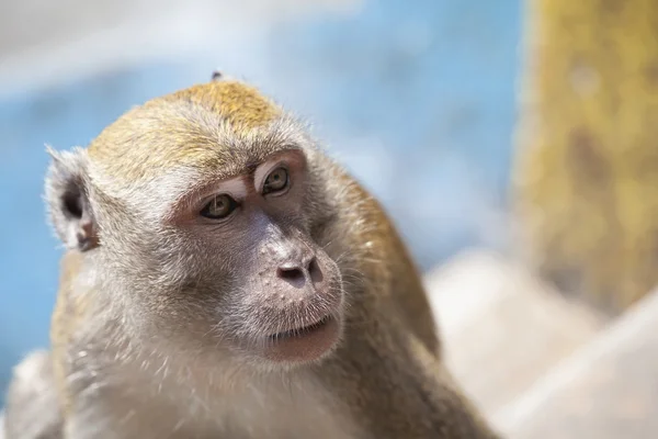 Closeup opice makak — Stock fotografie