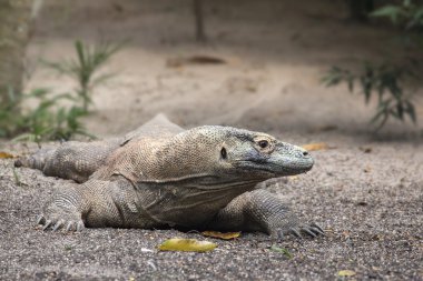 Komodo Ejderi