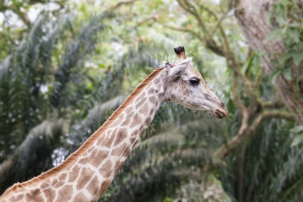 Giraff i tropiska djurparken — Stockfoto