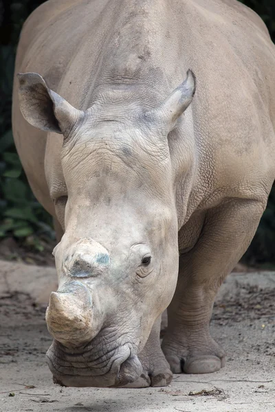 White Square-Lipped Rhinoceros — Stock Photo, Image