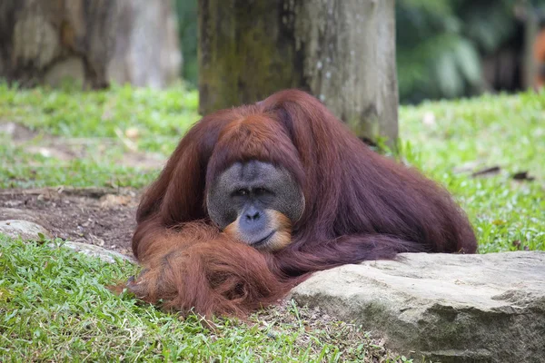 Orangutan mužského pohlaví odpočívá — Stock fotografie