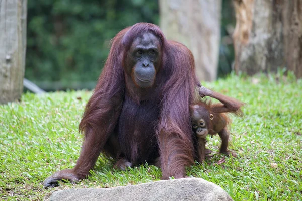 母猩猩抱着婴儿 — 图库照片