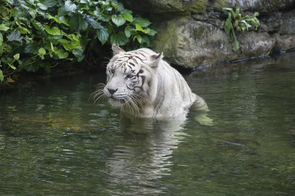 White Bengal Tiger Wading in Water — Stock Photo, Image
