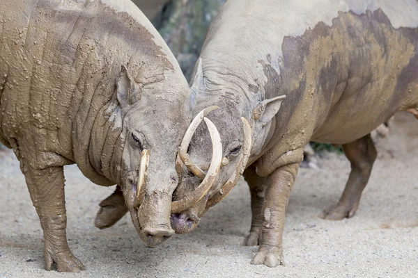 Babirusa Wild Boar Pair Snuggling — Stock Photo, Image