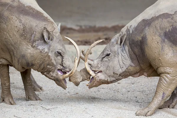 Babirusa Wild Boar in Battle — Stock Photo, Image